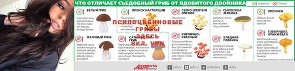 PSILOCYBIN Покачи